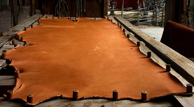 Large brown leather hide stretched for tanning.