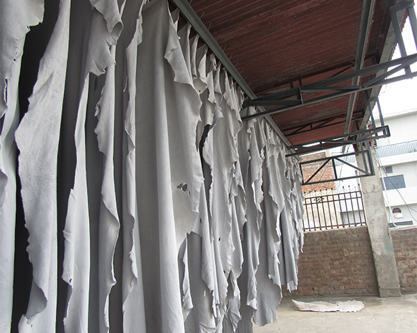 Wet blue leather hides drying in a tannery.